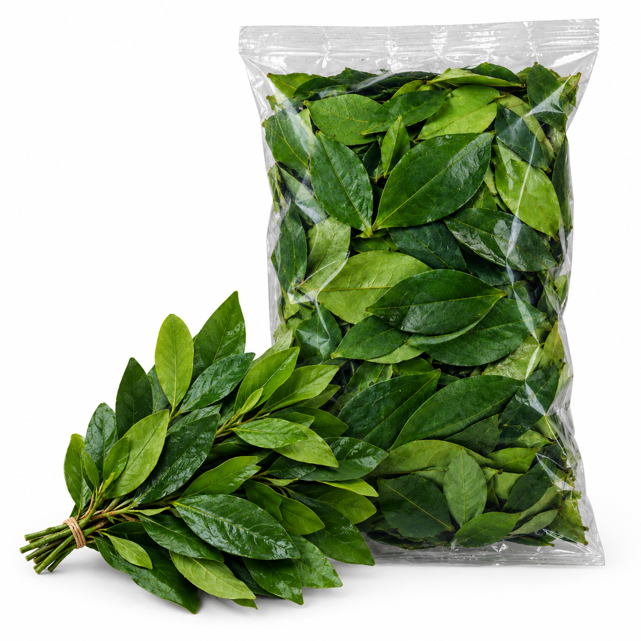 HOJA DE COCA